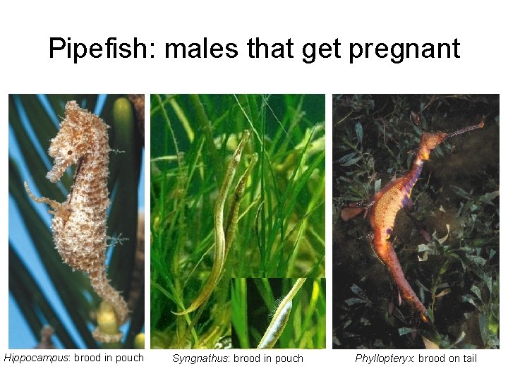 Pipefish: males that get pregnant Hippocampus: brood in pouch Syngnathus: brood in pouch Phyllopteryx: