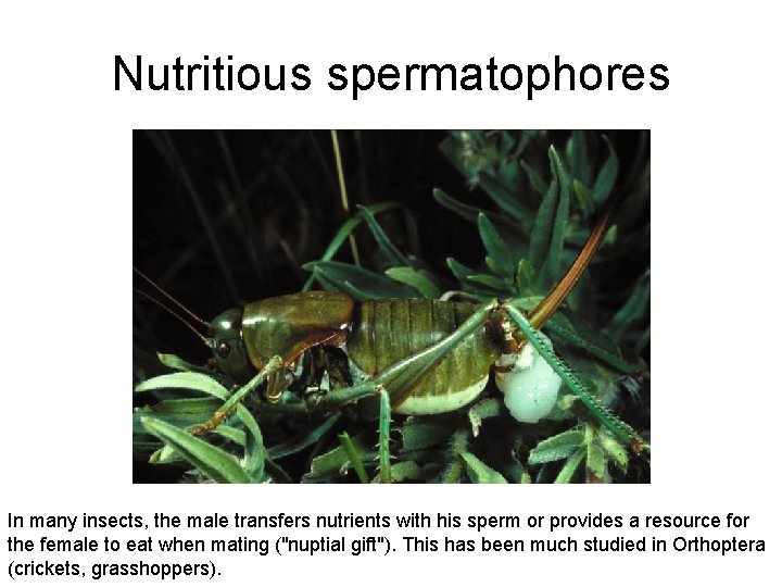 Nutritious spermatophores In many insects, the male transfers nutrients with his sperm or provides