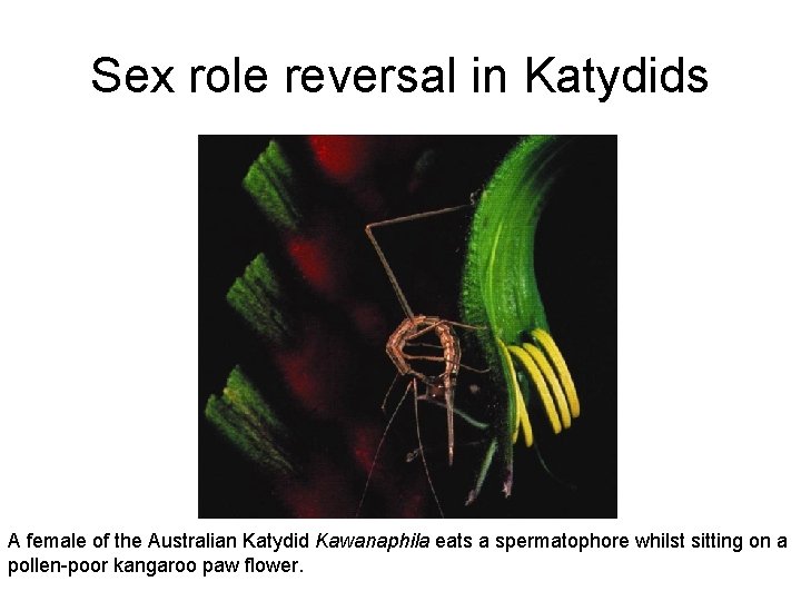Sex role reversal in Katydids A female of the Australian Katydid Kawanaphila eats a
