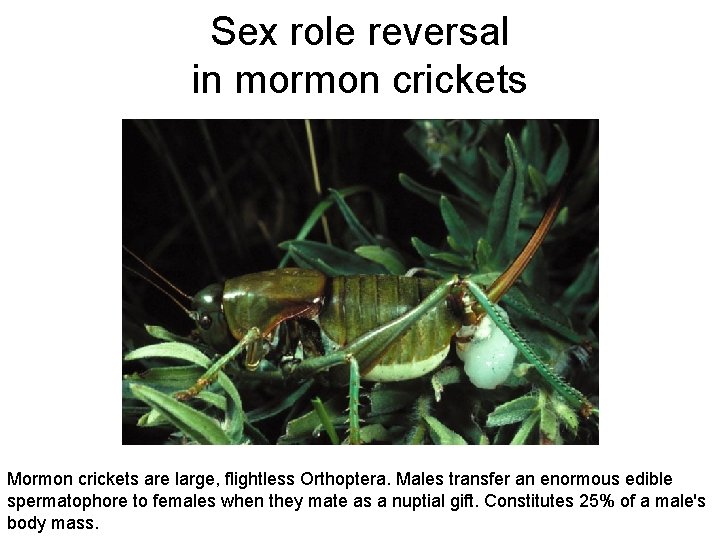 Sex role reversal in mormon crickets Mormon crickets are large, flightless Orthoptera. Males transfer