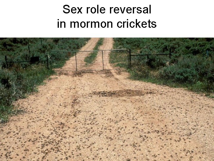 Sex role reversal in mormon crickets 