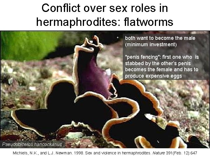 Conflict over sex roles in hermaphrodites: flatworms both want to become the male (minimum