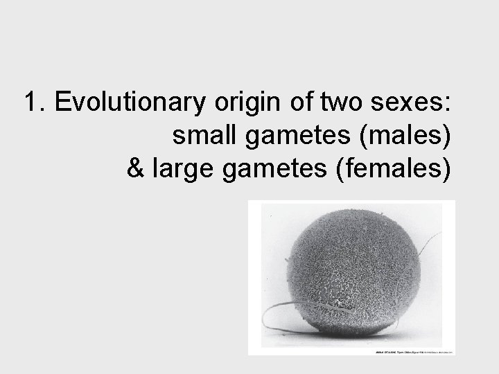 1. Evolutionary origin of two sexes: small gametes (males) & large gametes (females) 