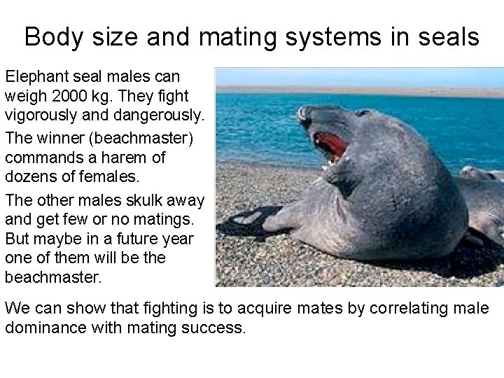Body size and mating systems in seals Elephant seal males can weigh 2000 kg.
