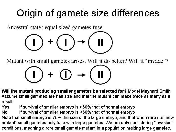 Origin of gamete size differences Will the mutant producing smaller gametes be selected for?