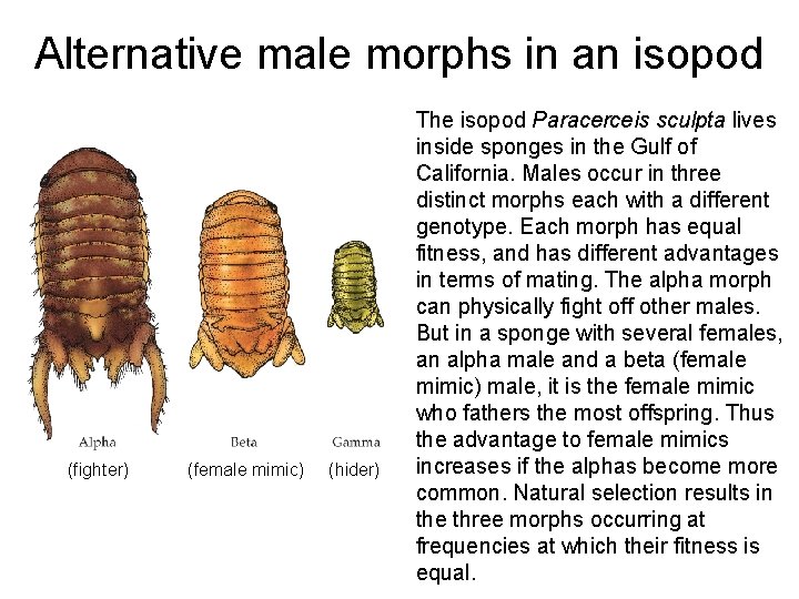 Alternative male morphs in an isopod (fighter) (female mimic) (hider) The isopod Paracerceis sculpta