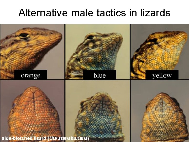Alternative male tactics in lizards side-blotched lizard (Uta stansburiana) 