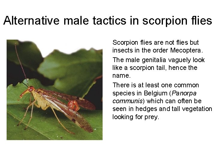 Alternative male tactics in scorpion flies Scorpion flies are not flies but insects in