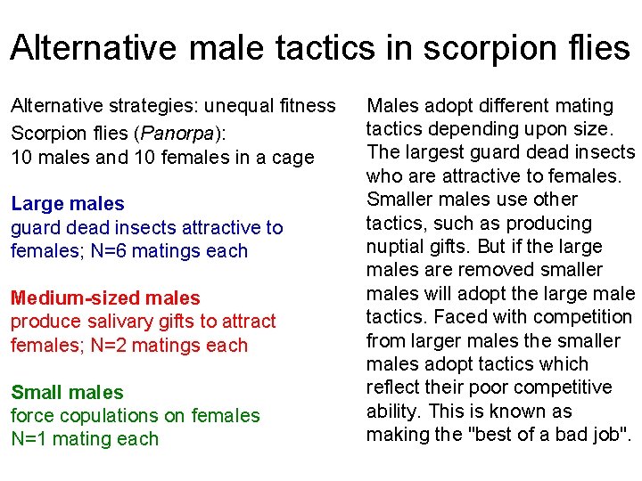 Alternative male tactics in scorpion flies Alternative strategies: unequal fitness Scorpion flies (Panorpa): 10