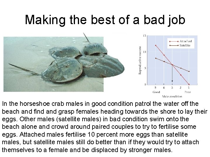 Making the best of a bad job In the horseshoe crab males in good