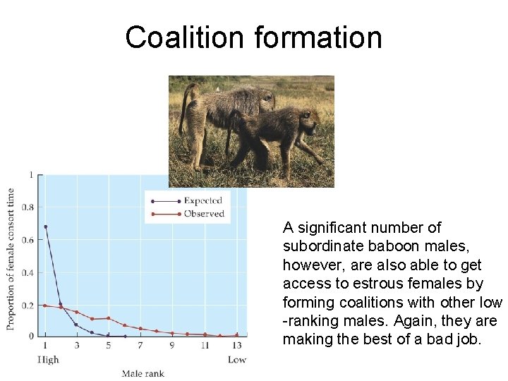 Coalition formation A significant number of subordinate baboon males, however, are also able to