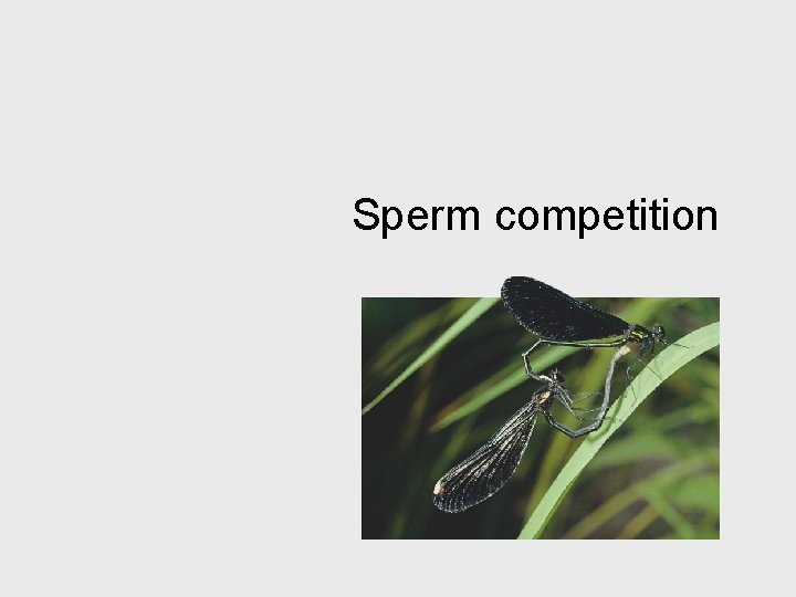 Sperm competition 