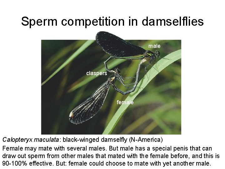 Sperm competition in damselflies male claspers female Calopteryx maculata: black-winged damselfly (N-America) Female may