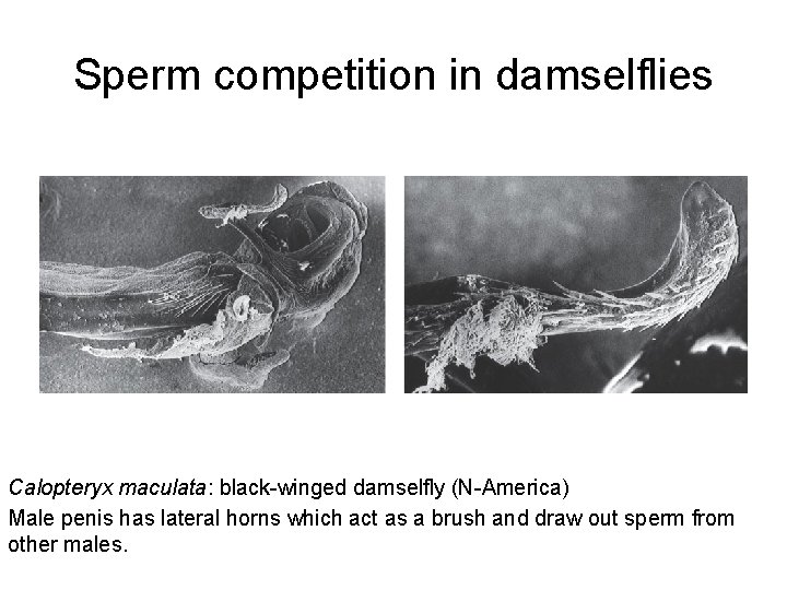 Sperm competition in damselflies Calopteryx maculata: black-winged damselfly (N-America) Male penis has lateral horns