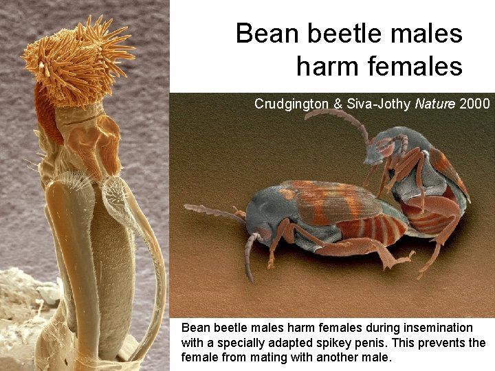 Bean beetle males harm females Crudgington & Siva-Jothy Nature 2000 Bean beetle males harm