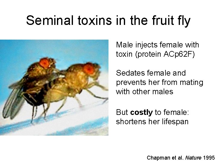 Seminal toxins in the fruit fly Male injects female with toxin (protein ACp 62