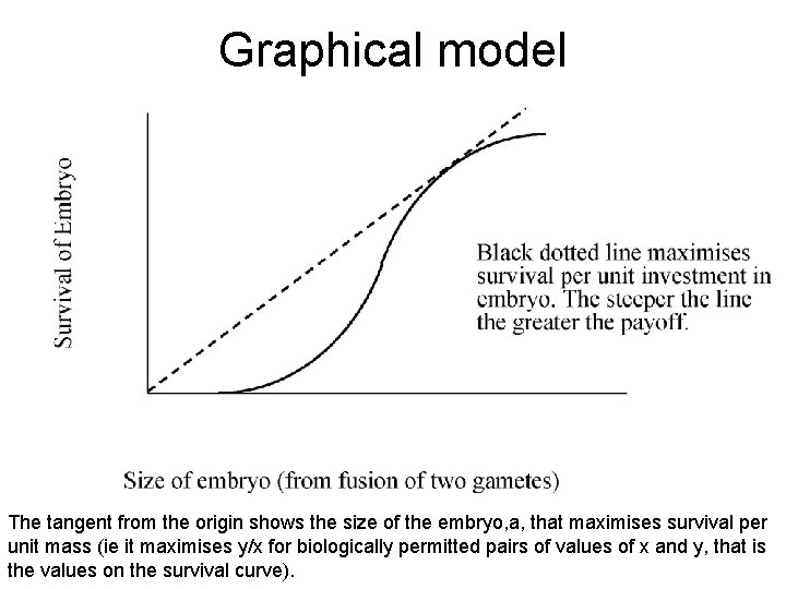 Graphical model The tangent from the origin shows the size of the embryo, a,