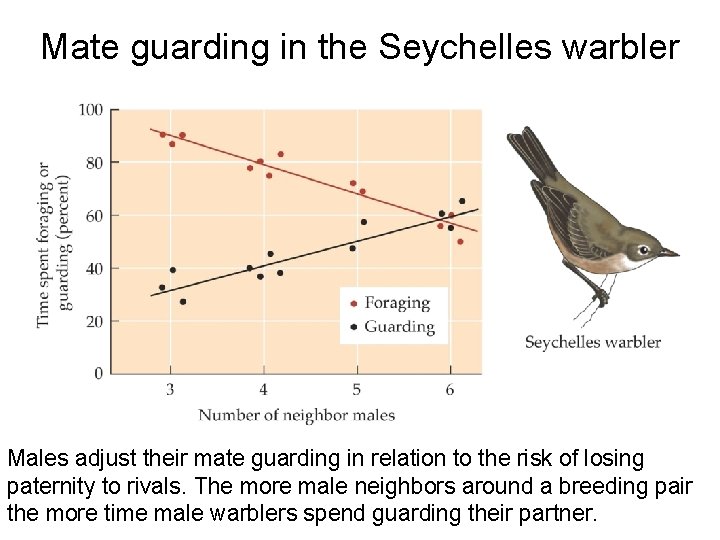 Mate guarding in the Seychelles warbler Males adjust their mate guarding in relation to