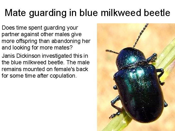 Mate guarding in blue milkweed beetle Does time spent guarding your partner against other