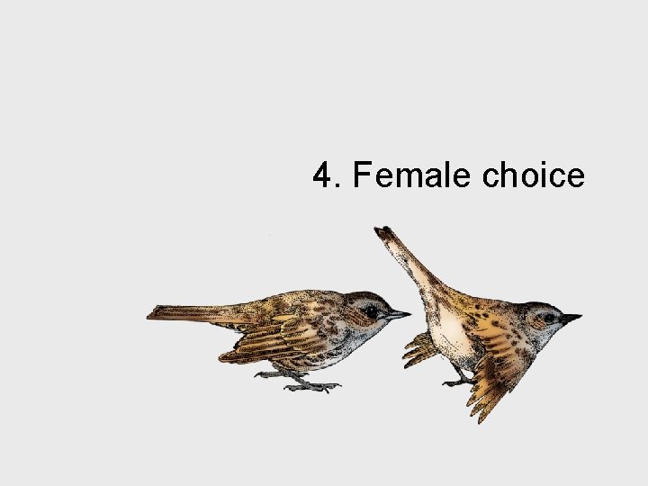 4. Female choice 