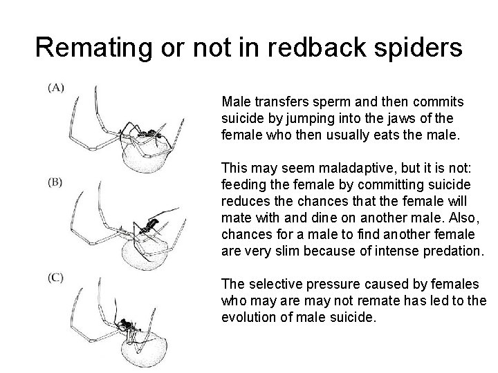 Remating or not in redback spiders Male transfers sperm and then commits suicide by