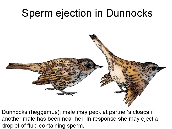 Sperm ejection in Dunnocks (heggemus): male may peck at partner's cloaca if another male