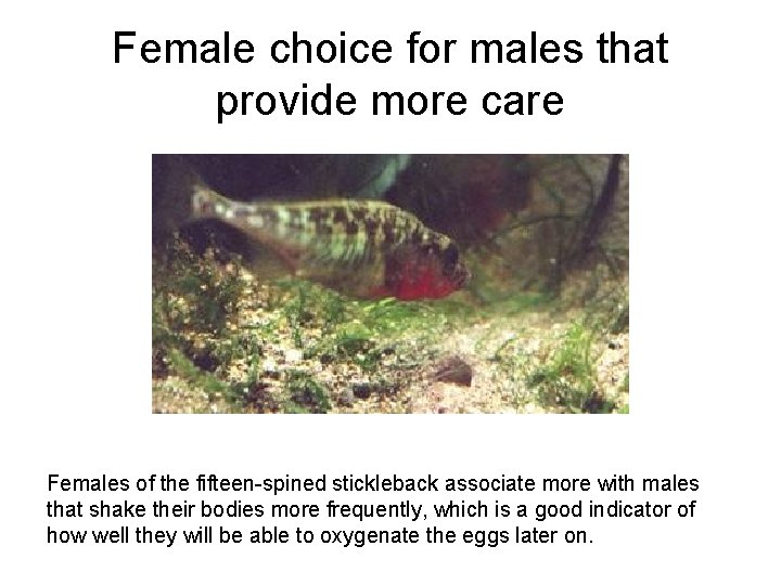 Female choice for males that provide more care Females of the fifteen-spined stickleback associate