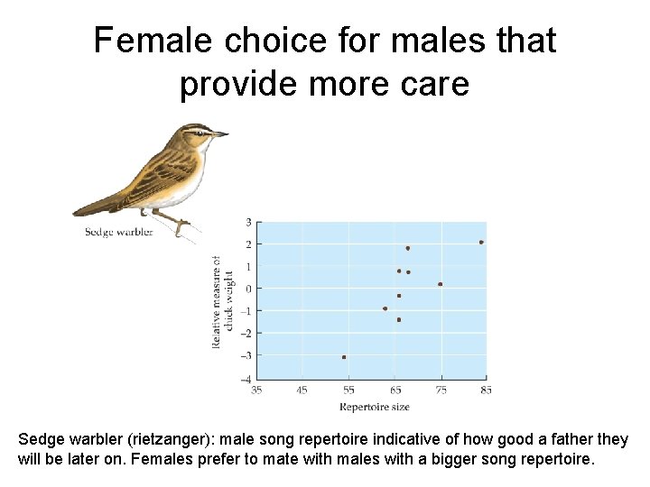 Female choice for males that provide more care Sedge warbler (rietzanger): male song repertoire