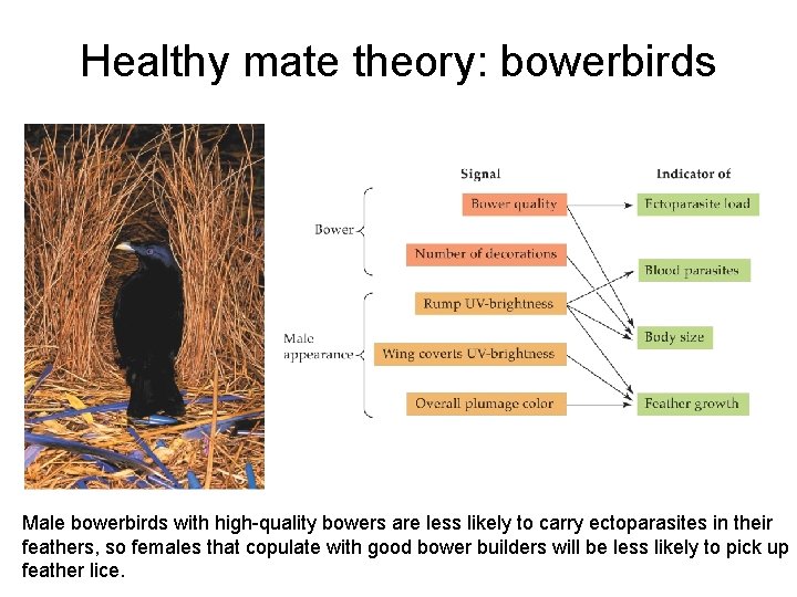 Healthy mate theory: bowerbirds Male bowerbirds with high-quality bowers are less likely to carry