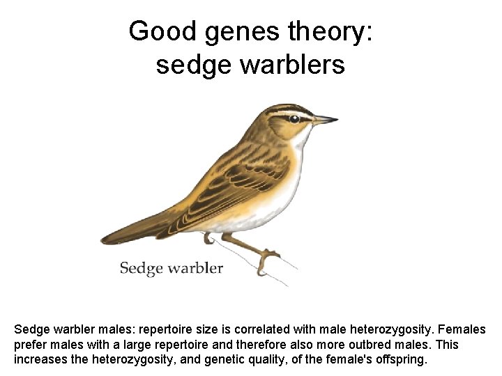 Good genes theory: sedge warblers Sedge warbler males: repertoire size is correlated with male