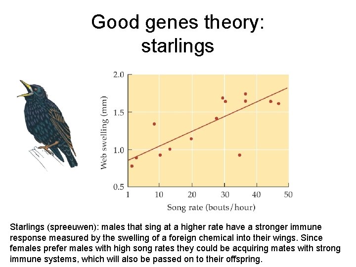 Good genes theory: starlings Starlings (spreeuwen): males that sing at a higher rate have