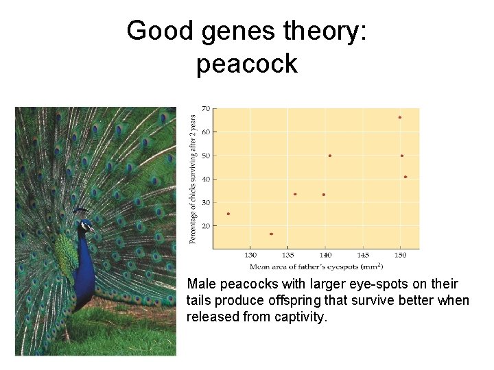Good genes theory: peacock Male peacocks with larger eye-spots on their tails produce offspring