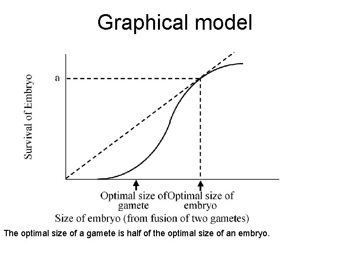 Graphical model The optimal size of a gamete is half of the optimal size