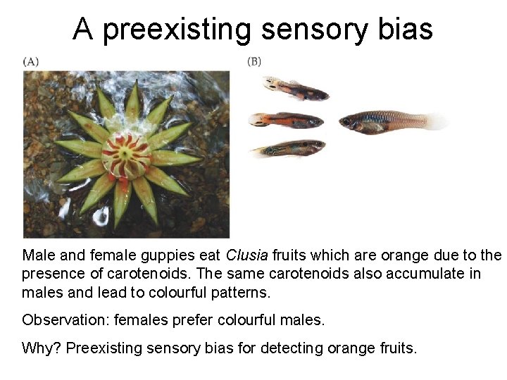 A preexisting sensory bias Male and female guppies eat Clusia fruits which are orange