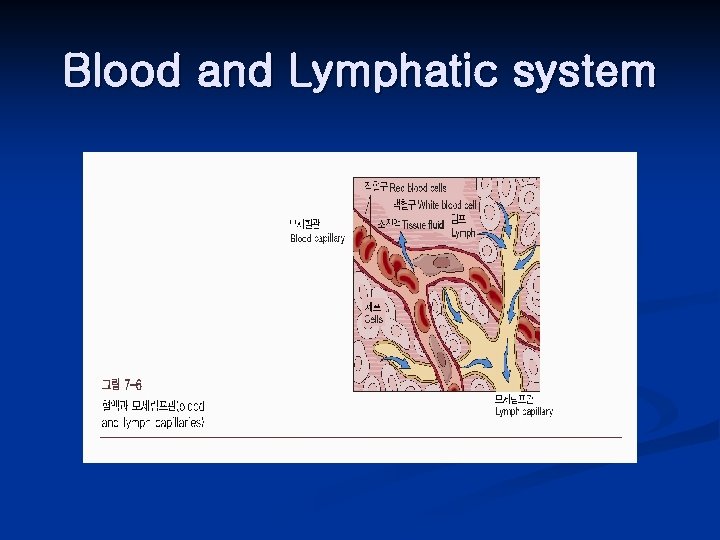 Blood and Lymphatic system 
