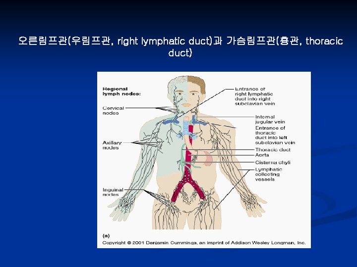 오른림프관(우림프관, right lymphatic duct)과 가슴림프관(흉관, thoracic duct) 