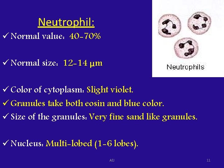 Neutrophil: ü Normal value: 40 -70% ü Normal size: 12 -14 μm ü Color