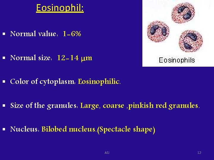 Eosinophil: § Normal value: 1 -6% § Normal size: 12 -14 μm § Color