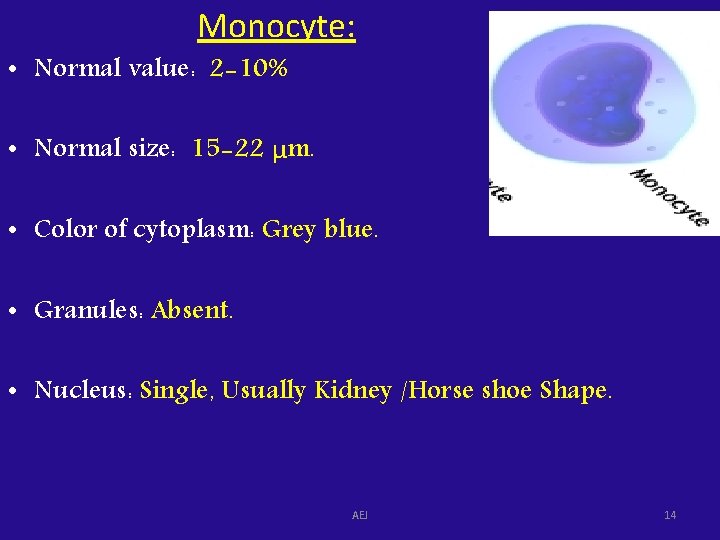 Monocyte: • Normal value: 2 -10% • Normal size: 15 -22 μm. • Color