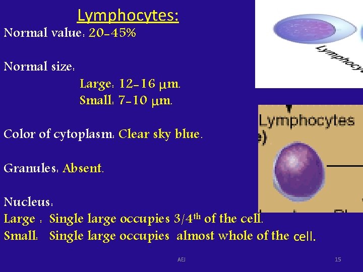 Lymphocytes: Normal value: 20 -45% Normal size: Large: 12 -16 μm. Small: 7 -10