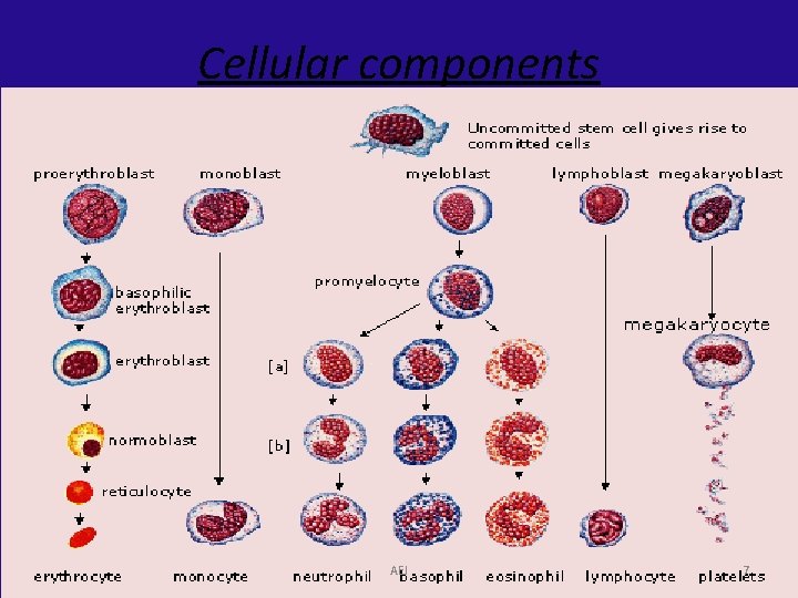 Cellular components AEJ 7 