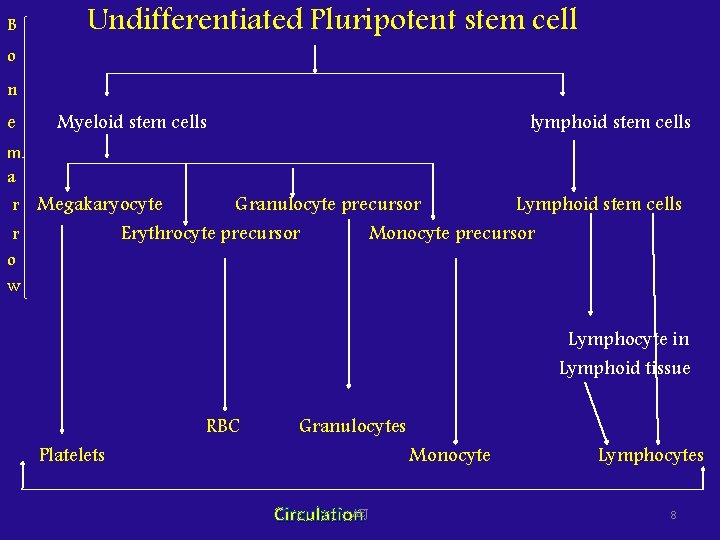 B o Undifferentiated Pluripotent stem cell n e Myeloid stem cells lymphoid stem cells