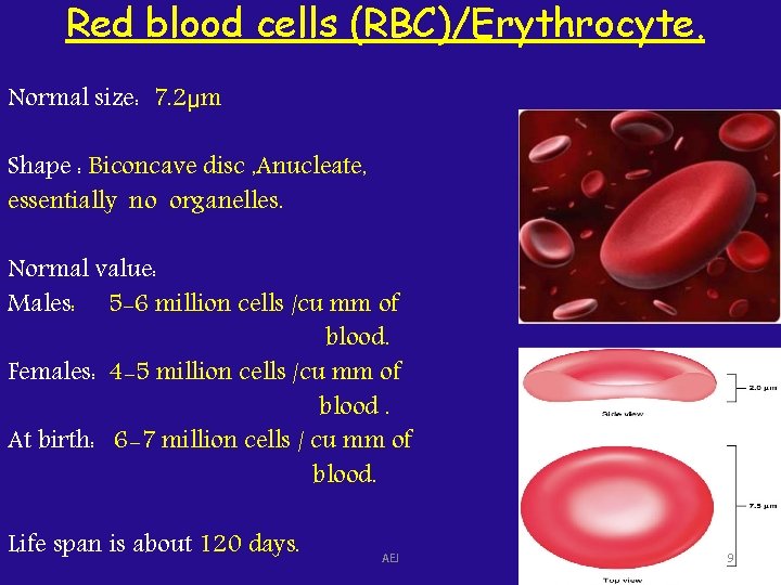 Red blood cells (RBC)/Erythrocyte. Normal size: 7. 2μm Shape : Biconcave disc , Anucleate,