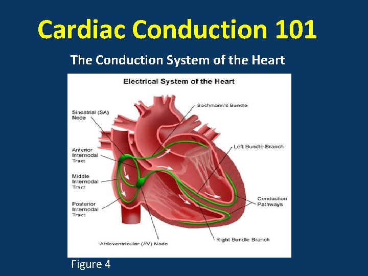 Cardiac Conduction 101 The Conduction System of the Heart Figure 4 