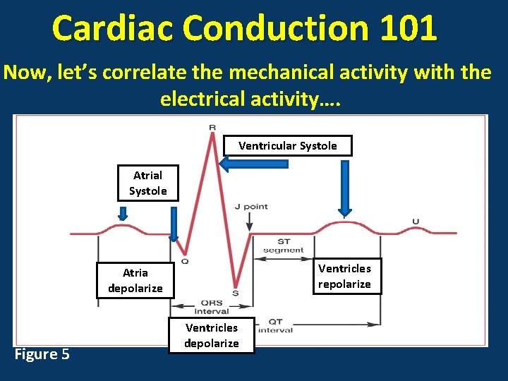 Cardiac Conduction 101 Now, let’s correlate the mechanical activity with the electrical activity…. Ventricular