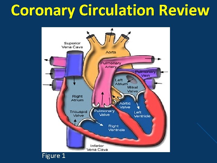 Coronary Circulation Review Figure 1 