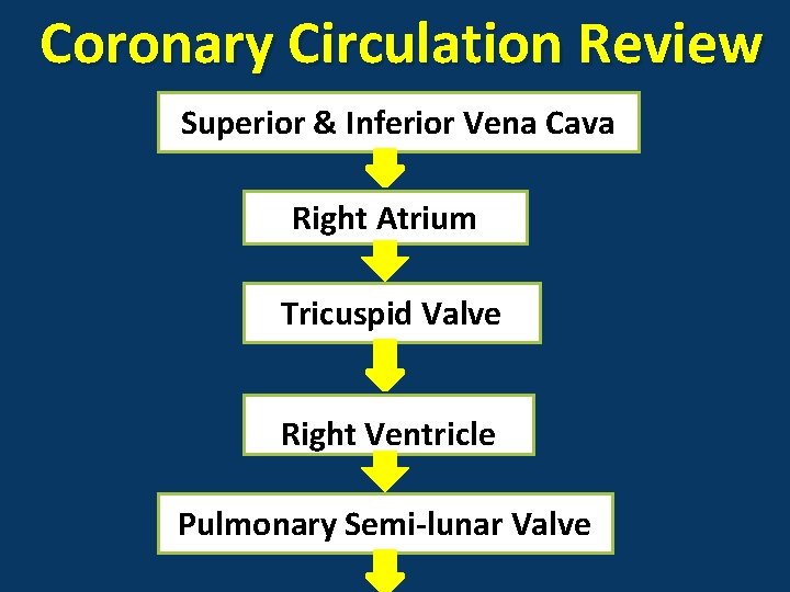 Coronary Circulation Review Superior & Inferior Vena Cava Right Atrium Tricuspid Valve Right Ventricle