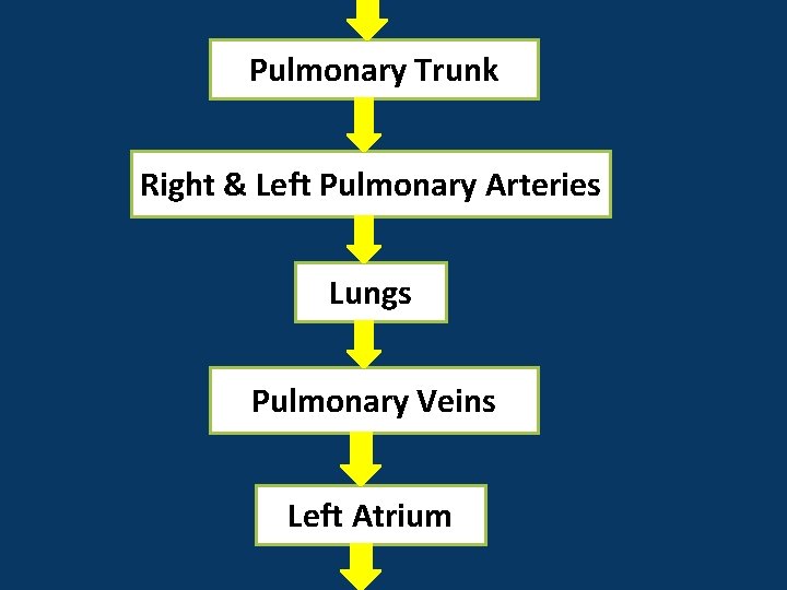 Pulmonary Trunk Right & Left Pulmonary Arteries Lungs Pulmonary Veins Left Atrium 