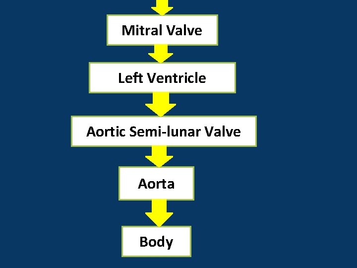 Mitral Valve Left Ventricle Aortic Semi-lunar Valve Aorta Body 