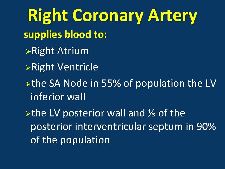 Right Coronary Artery supplies blood to: ØRight Atrium ØRight Ventricle Øthe SA Node in